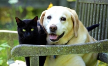 Pet insurance